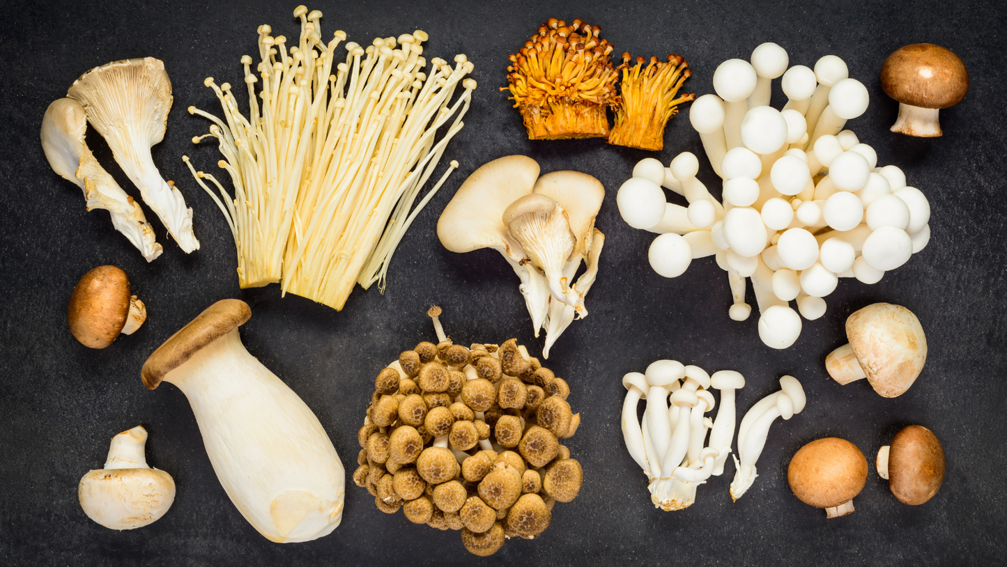 Adaptogen Mushrooms Workshop