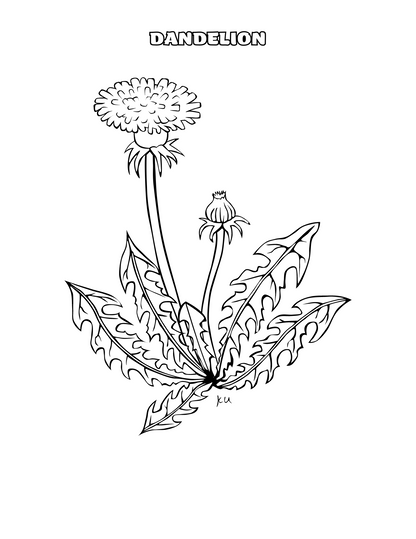 Herb Coloring Pages