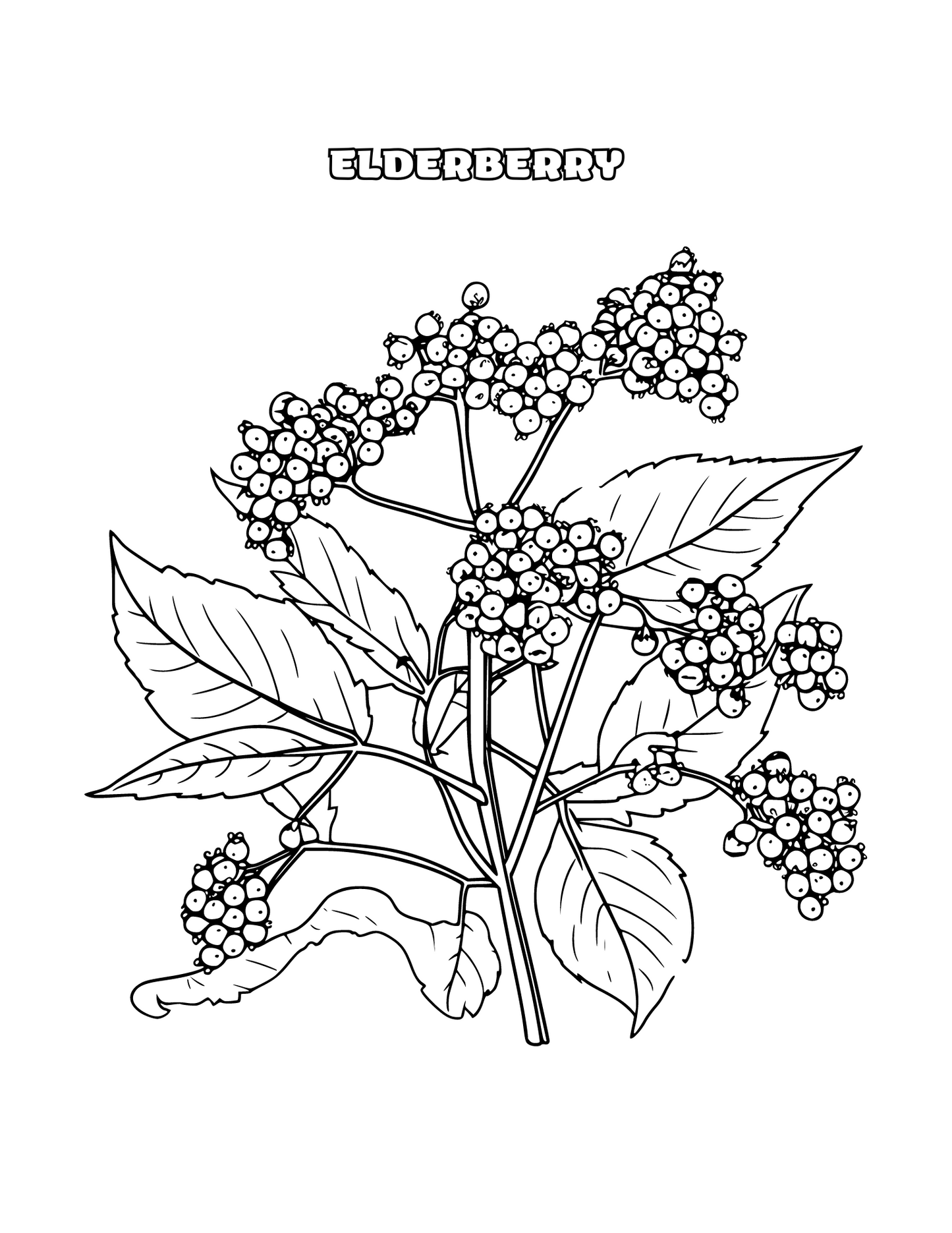 Herb Coloring Pages