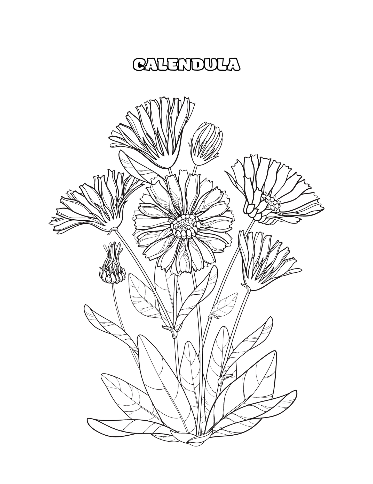 Herb Coloring Pages