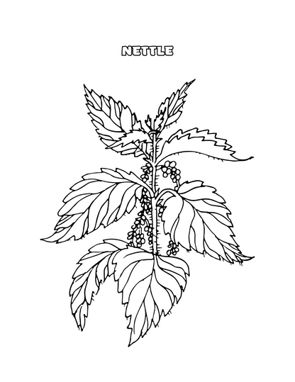 Herb Coloring Pages