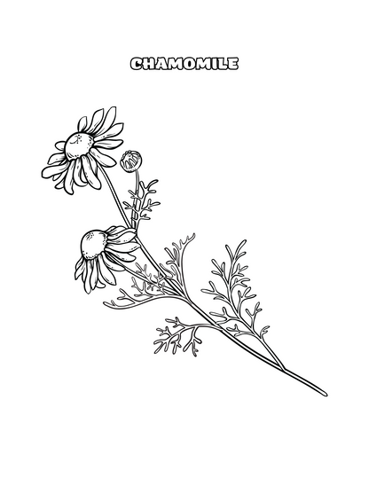 Herb Coloring Pages