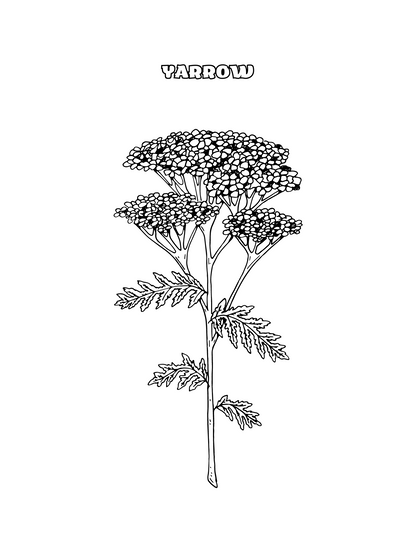 Herb Coloring Pages